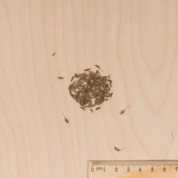 Aromatiques - Cumin des Prés - MEDIA_3D
