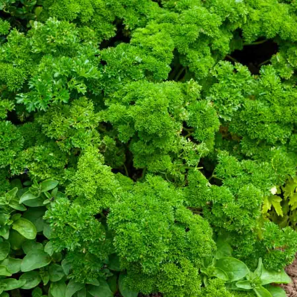 Aromatiques - Persil Frisé Vert Foncé - BIO - face recto