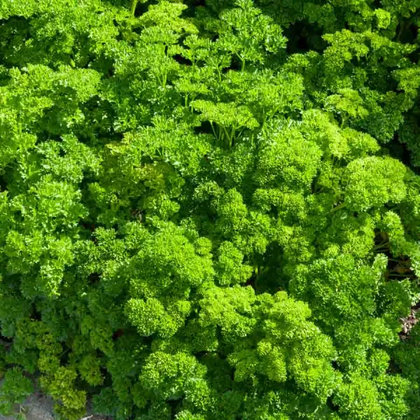 Aromatiques - Persil Frisé Vert Foncé - face recto