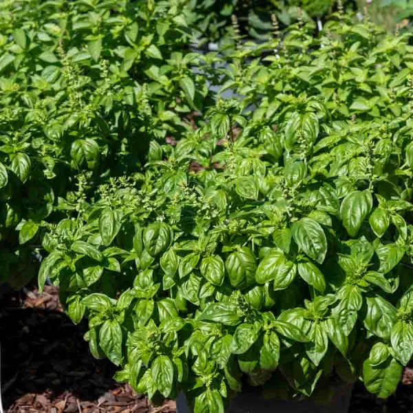 Aromatiques - Basilic Grand Vert - face recto