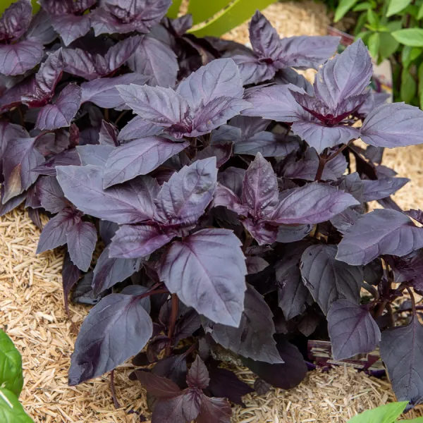 Aromatiques - Basilic Pourpre - face recto