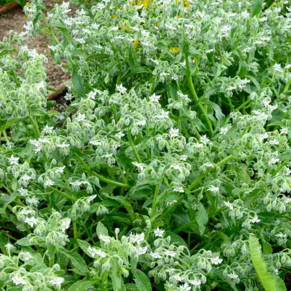 Aromatiques - Bourrache Blanche - face recto