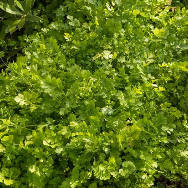 Aromatiques - Coriandre cultivée - face recto