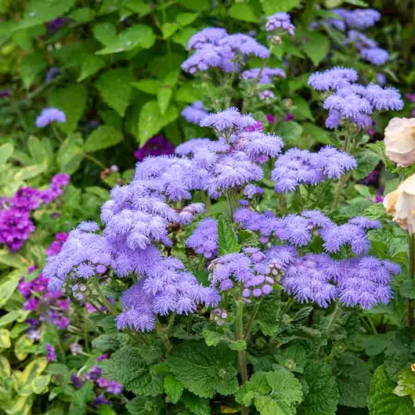Fleurs - Agératum Roi des Bleus - face recto