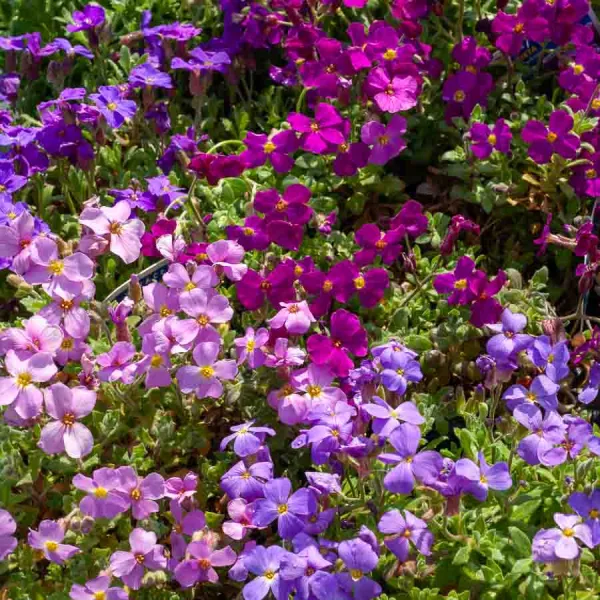 Fleurs - Aubriète Variée - face recto