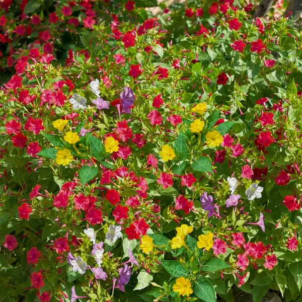 Fleurs - Belle de Nuit Variée - face recto