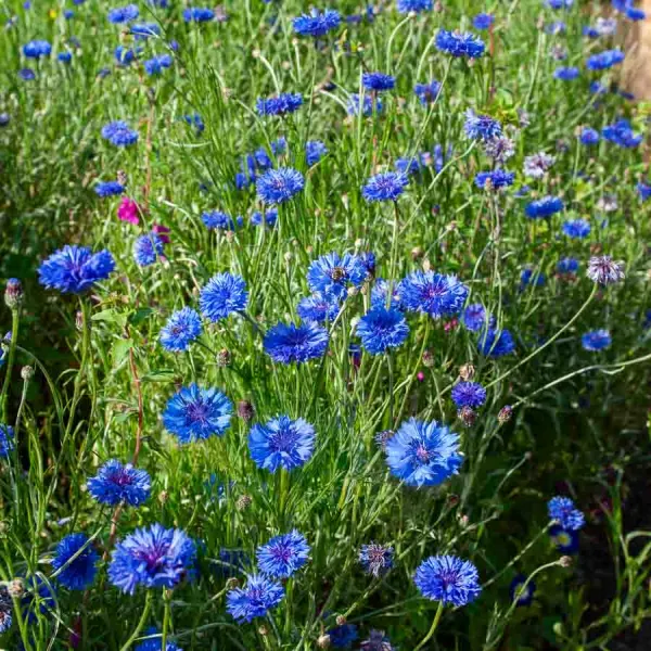 Fleurs - Centaurée Bleuet Bleue - face recto