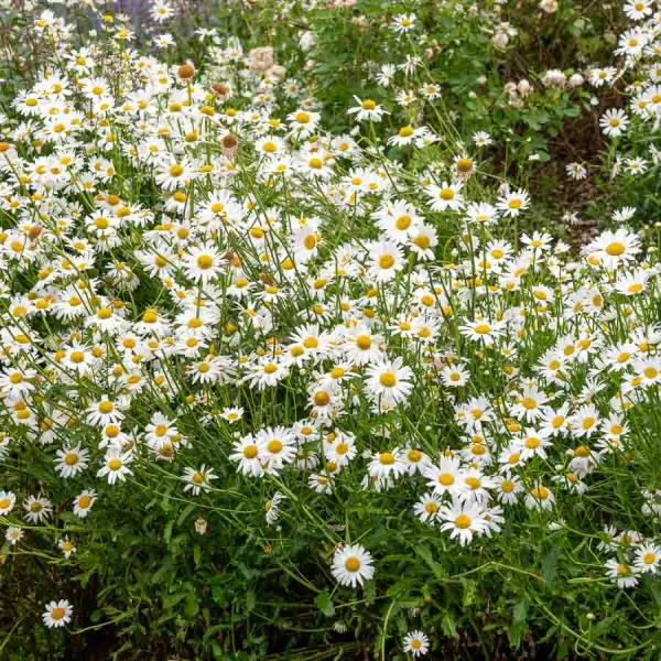 Fleurs - Grande Marguerite Perle des Prés - Graines d'Exception - face recto