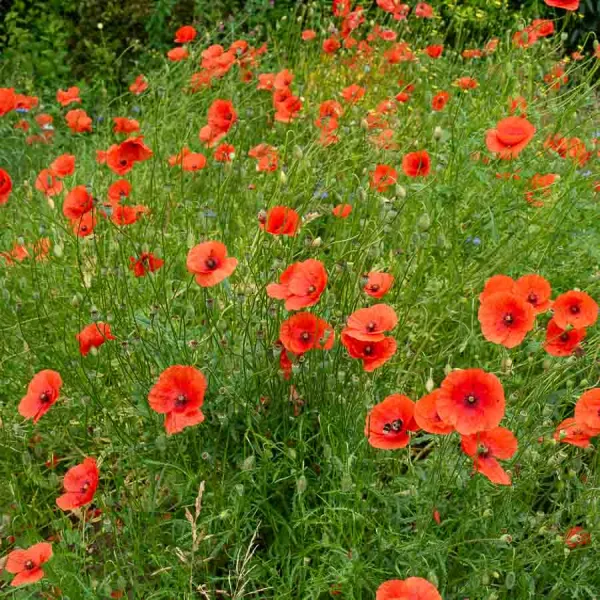 Fleurs - Coquelicot Simple Rouge - BIO - face recto