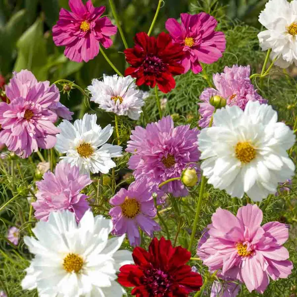 Fleurs - Cosmos Double Click Varié - face recto