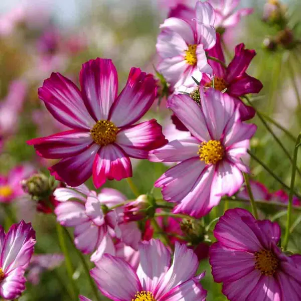 Fleurs - Cosmos Picotée - face recto