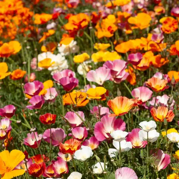 Fleurs - Eschscholtzia de Californie Varié - face recto