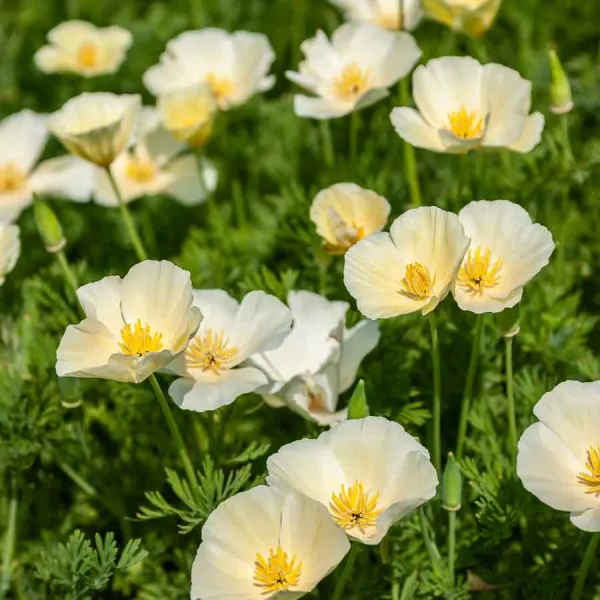 Fleurs - Eschscholtzia Blanc - face recto