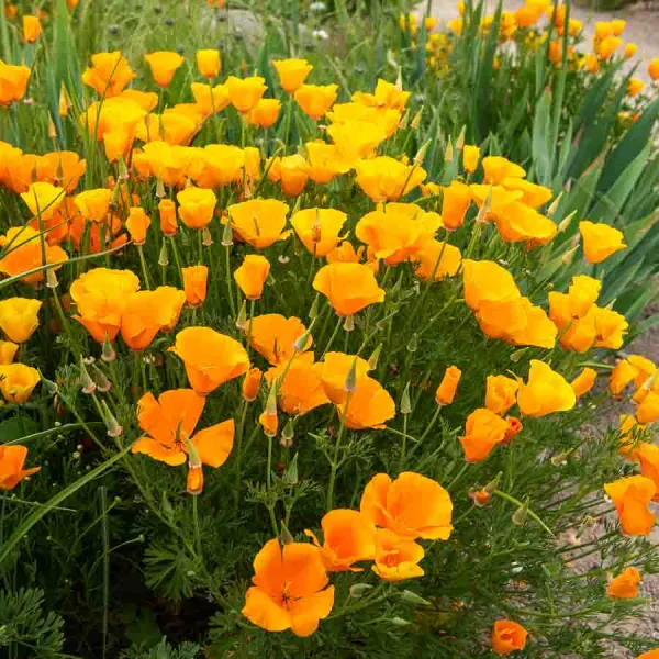 Fleurs - Eschscholtzia Orange - BIO - face recto