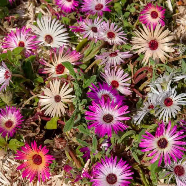 Fleurs - Ficoïde Tapis Magique - face recto