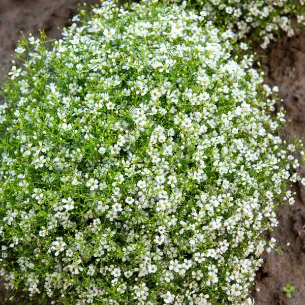 Fleurs - Gypsophile Nuage Blanc - face recto