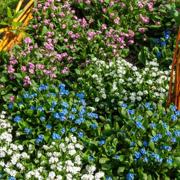 Fleurs - Myosotis des Alpes Varié - face recto