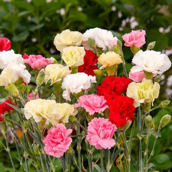 Fleurs - Œillet des Fleuristes Triomphe Varié - face recto