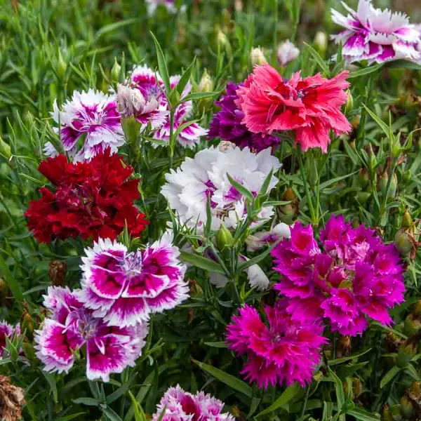 Fleurs - Œillet de Chine Double Vilmorin Varié - face recto