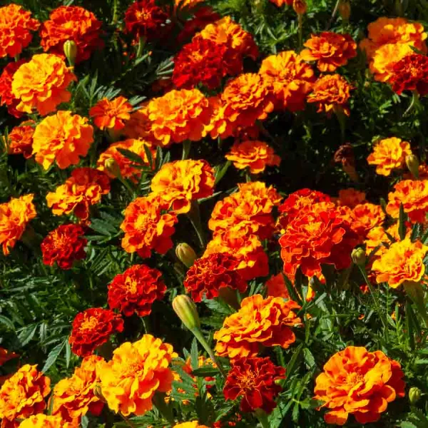 Fleurs - Oeillet d'inde double nain mix - face recto