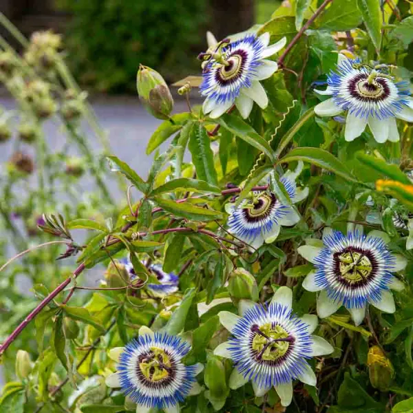 Fleurs - Passiflore (Fleur de la Passion) - face recto