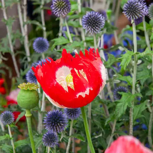 Fleurs - Pavot Drapeau Danois - Graines d'Exception - face recto