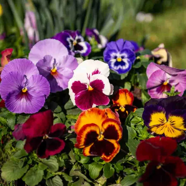 Fleurs - Pensée Géante Suisse Variée - face recto