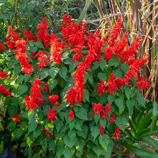 Fleurs - Sauge Brasier - face recto
