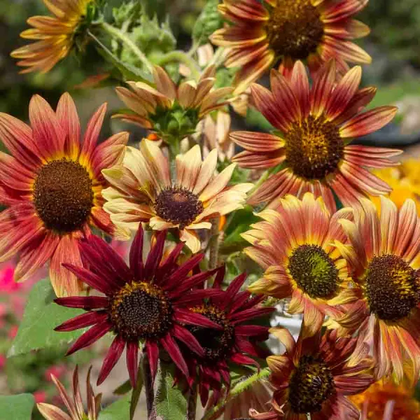 Fleurs - Tournesol Beauté d'Automne - face recto