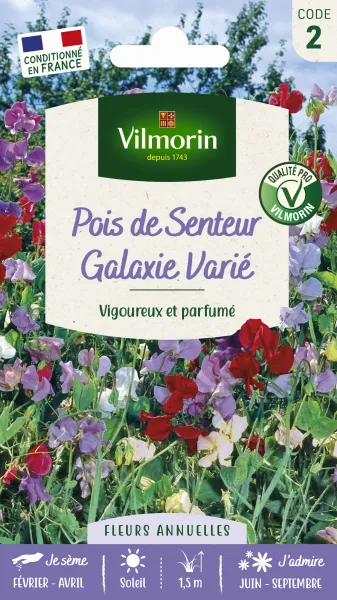 Fleurs - Pois de Senteur Galaxie Varié - face recto