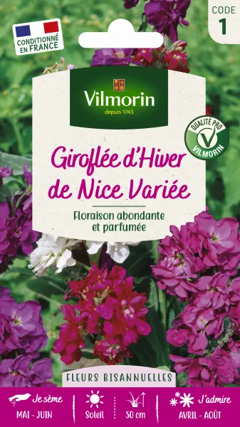 Fleurs - Giroflée d'Hiver de Nice Variée - face recto