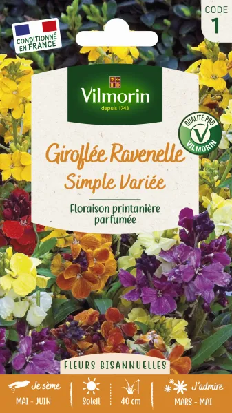 Fleurs - Giroflée Ravenelle Simple Variée - face recto