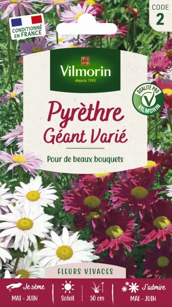 Fleurs - Pyrèthre Géant varié - face recto