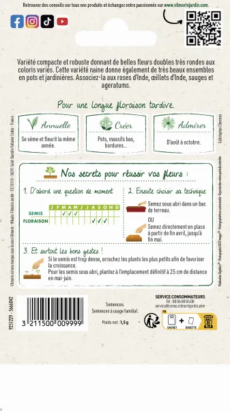 Fleurs - Reine-Marguerite Naine Déesse Variée - MEDIA_PACKAGING_VERSO