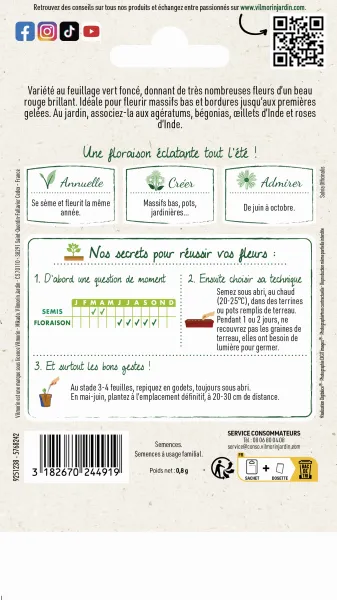 Fleurs - Sauge Brasier - MEDIA_PACKAGING_VERSO