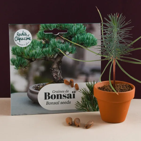 Radis et Capucine - Bonsaï Pinus Pinea à semer - MEDIA_EN_SITUATION_2
