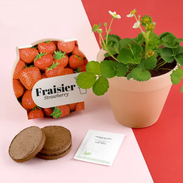 Radis et Capucine - Kit Fraisier - Pot Terre Cuite Antique - 13 cm - MEDIA_EN_SITUATION_1