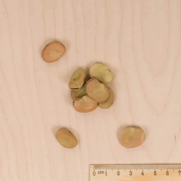 Légumes Secs - Fève de Séville à Longue Cosse - 20 m - MEDIA_3D