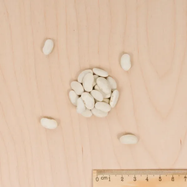 Légumes Secs - Haricot Grimpant Vert Neckarkönigin - 10 m - BIO - MEDIA_3D