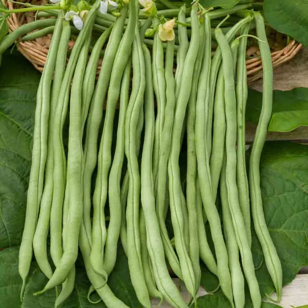Légumes Secs - Haricot Grimpant Vert Fortex (Obtention I.N.R.A.) - 20 m - face recto