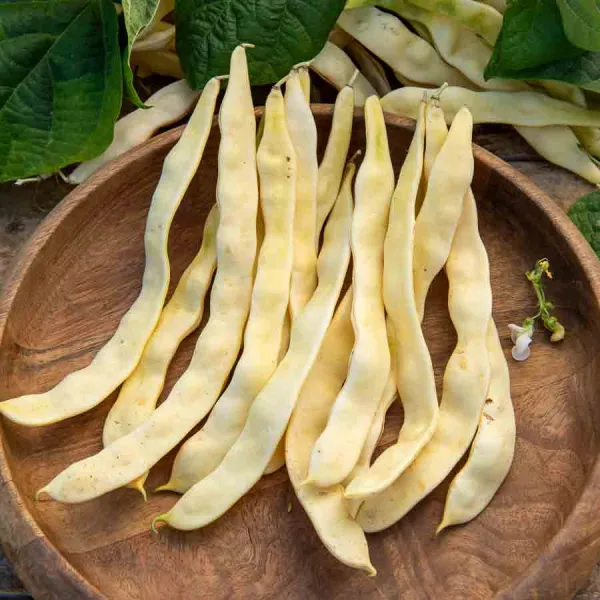 Légumes Secs - Haricot Grimpant Beurre Merveille de Venise - face recto