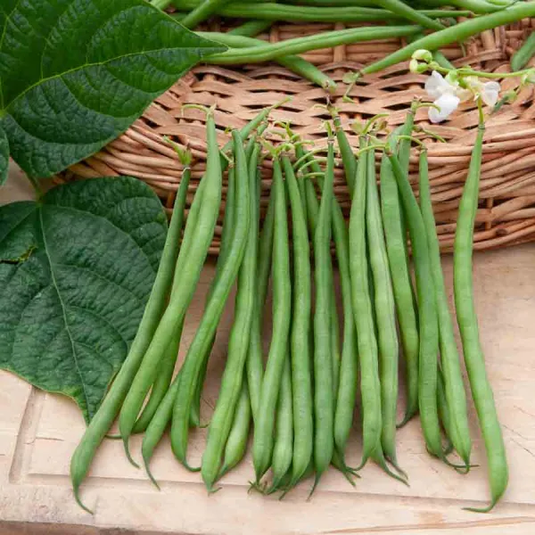 Légumes Secs - Haricot Nain Vert Skipper - face recto
