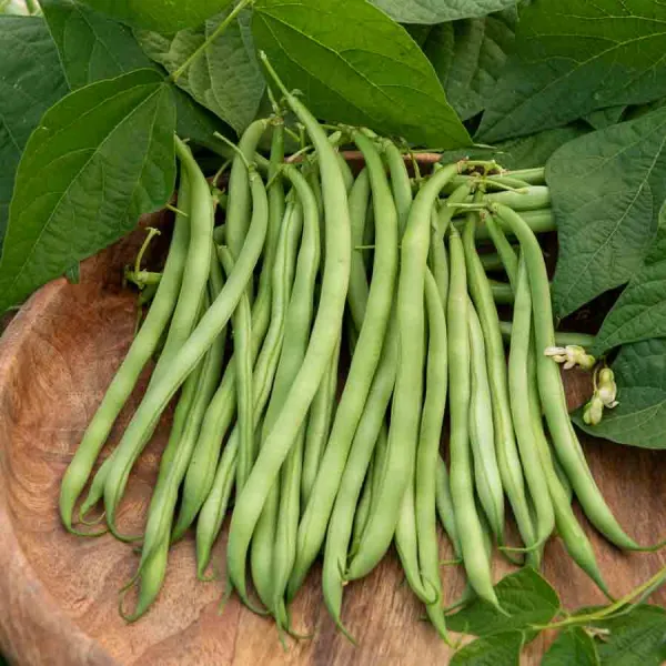 Légumes Secs - Haricot Nain Vert Argus - face recto