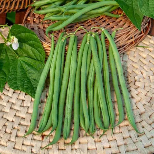 Légumes Secs - Haricot Nain Vert Primel - face recto