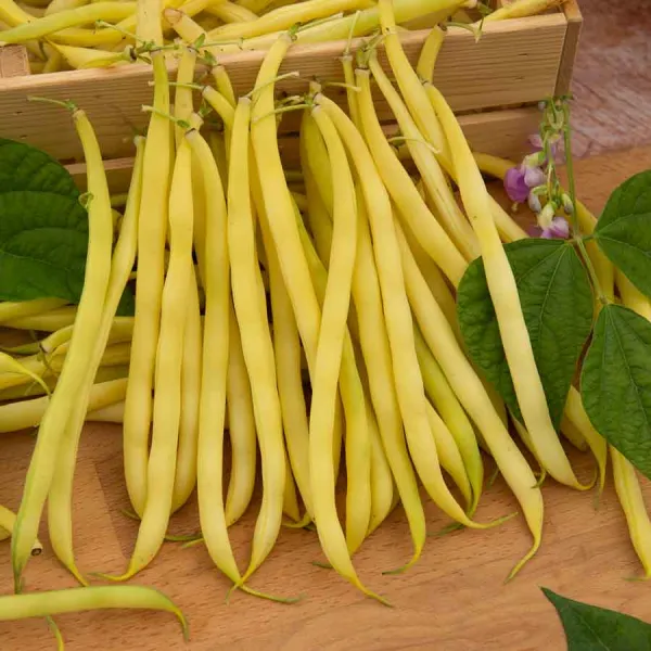 Légumes Secs - Haricot Nain Beurre de Rocquencourt - face recto