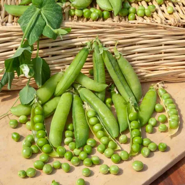 Légumes Secs - Pois Grimpant à Grain Rond Roi des Conserves - 20 m - face recto