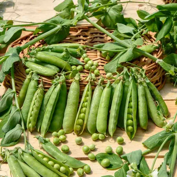 Légumes Secs - Pois Grimpant à Grain Ridé Téléphone à Rames - 20 m - face recto