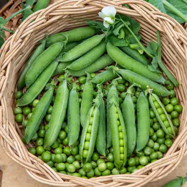Légumes Secs - Pois Nain à Grain Rond Petit Provencal - 20 m - face recto