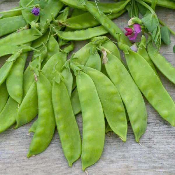 Légumes Secs - Pois Mangetout Corne de Bélier - 20 m - face recto
