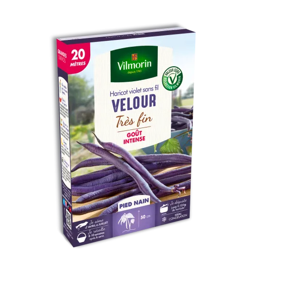 Légumes Secs - Haricot Nain Violet Velour - 20 m - face recto